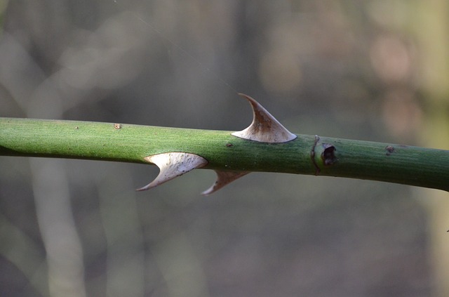 Three Thorns on Rose Stem
