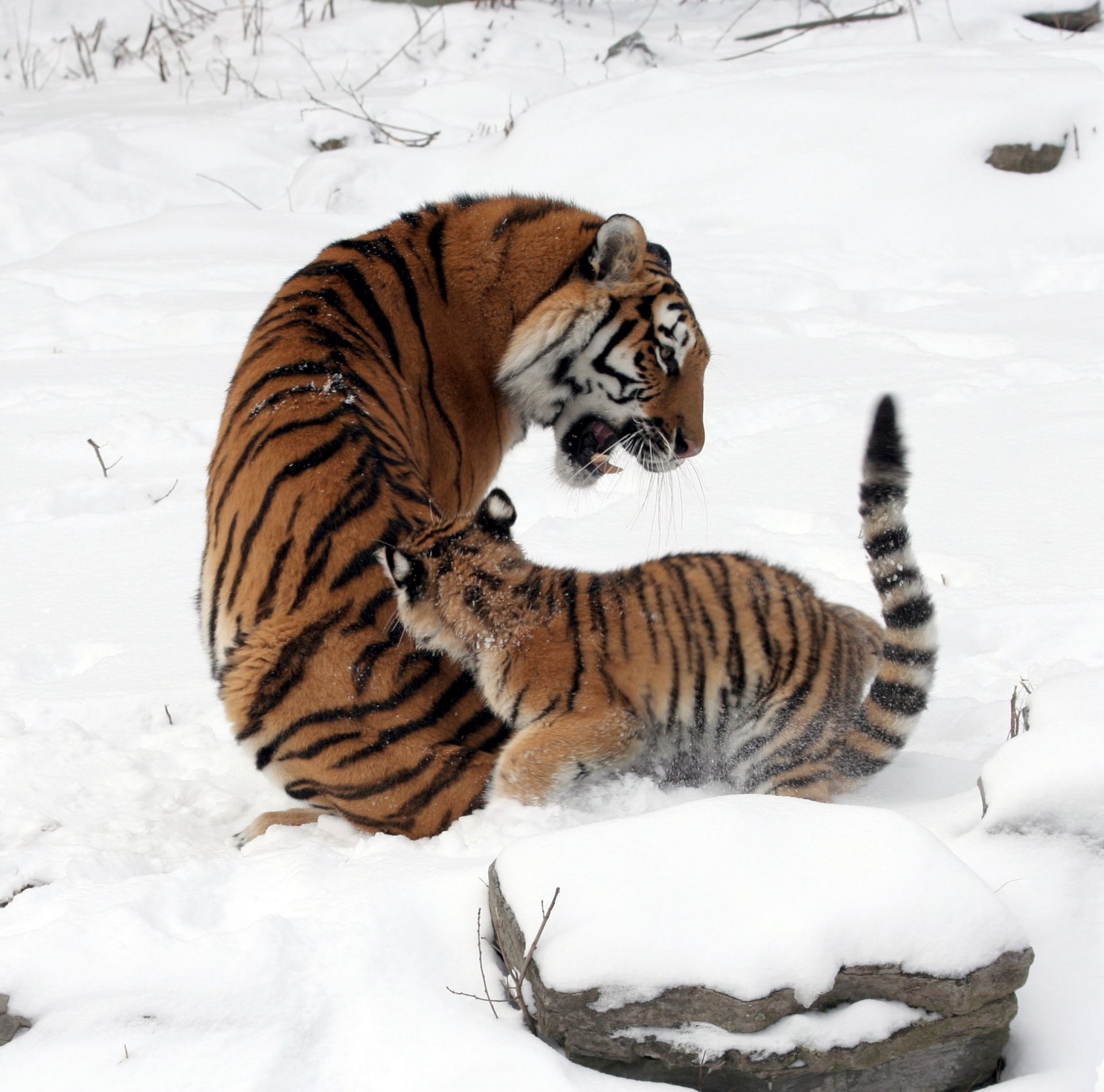tigers-playing-in-the-snow