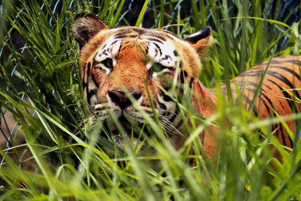 1599px-hide_and_seek1