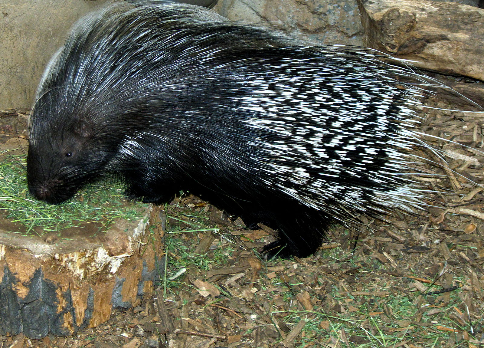 1600px-crested_porcupine