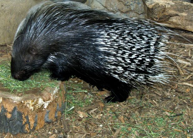1600px-crested_porcupine