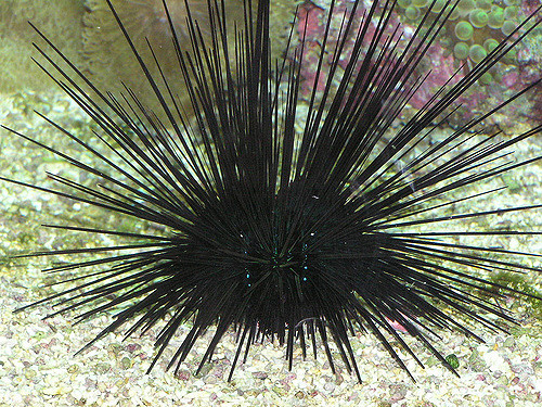 217110954_ad11056b09_z