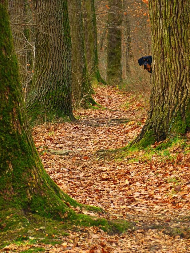 900px-hide_and_seek_-_panoramio