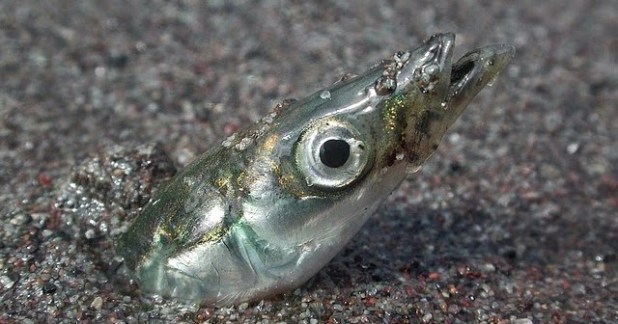 anto2bwinarno-ikan2bdi2bpasir