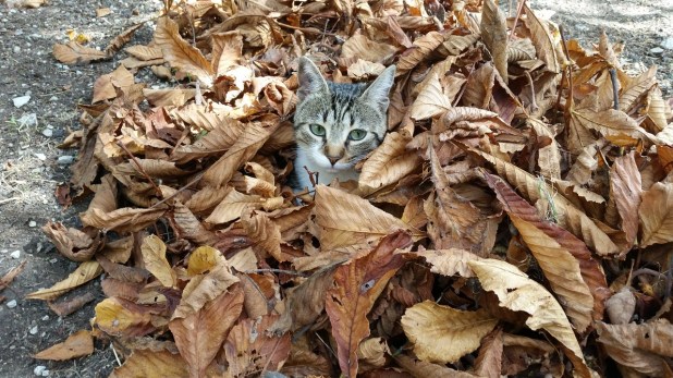 Cat Hiding Leaves Dry Leaves Cold Fall