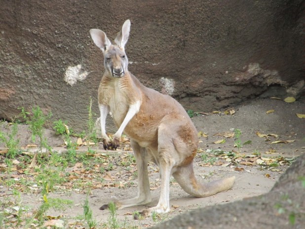 Kangaroo.jpg