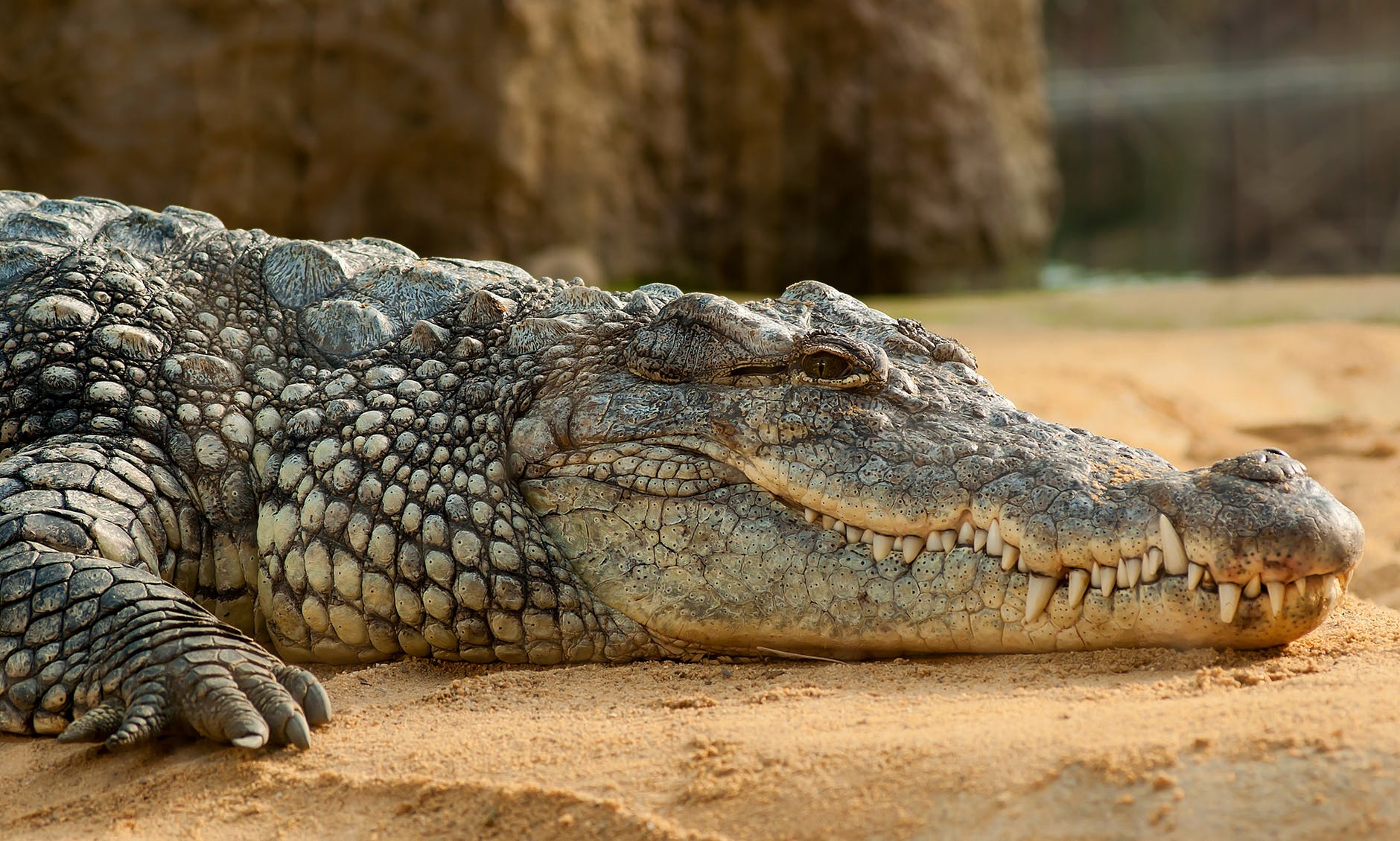 nile-crocodile-crocodylus-niloticus-zoo-60644.jpeg