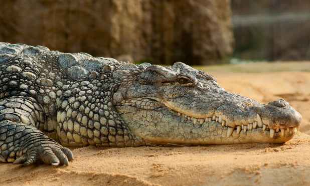 nile-crocodile-crocodylus-niloticus-zoo-60644.jpeg